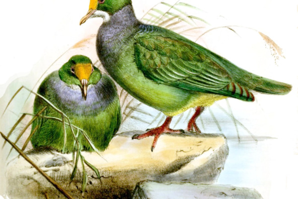 Orange-fronted Fruit Dove