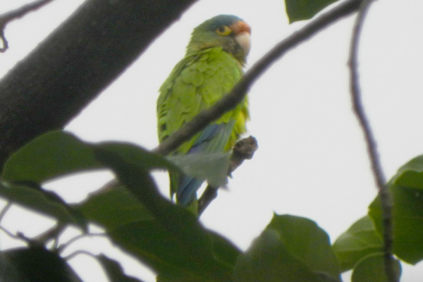 Orange-fronted Parakeet