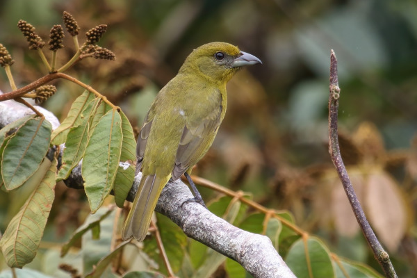 Orange Tanager