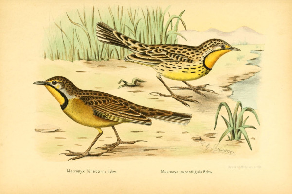 Orange-throated Longclaw