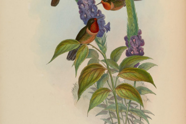 Orange-throated Sunangel