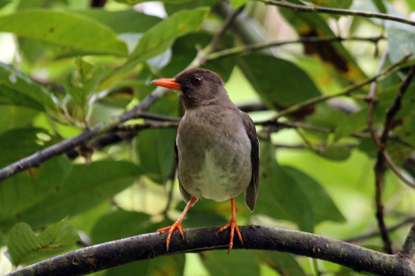 Orange thrush