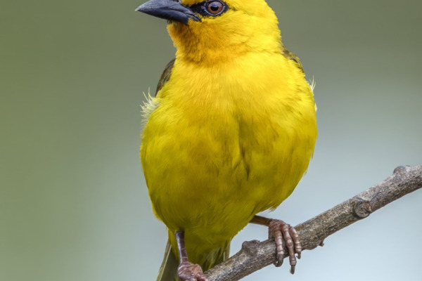 Orange Weaver