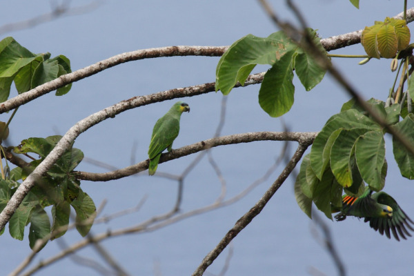 Orange-winged Amazon