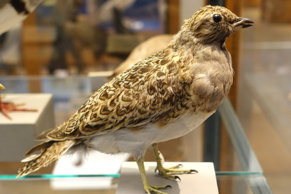 Orbigny's Cinclodes