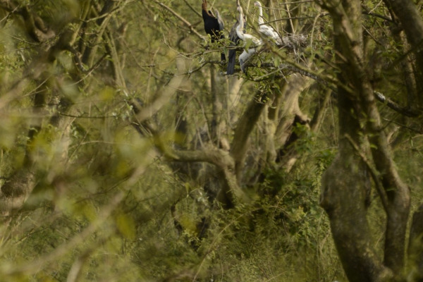 Oriental Darter