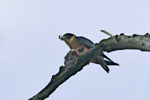 Oriental Hobby