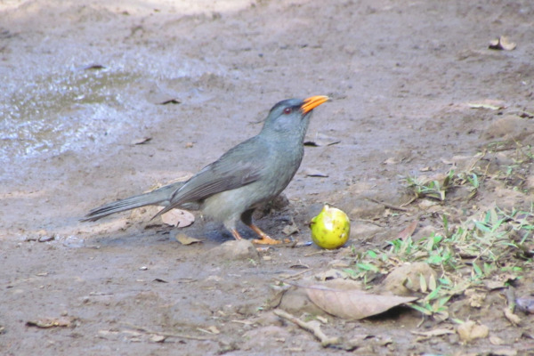 Oriental Magpie-Robin