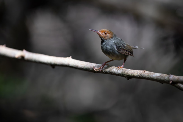Oriental Reed Warbler