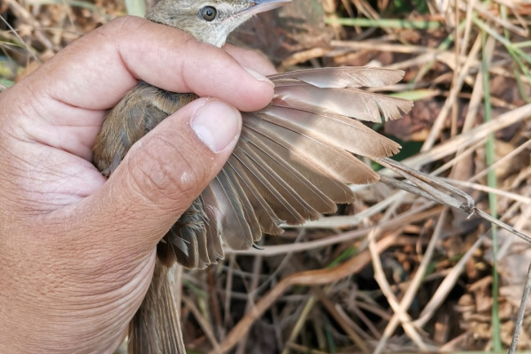 Oriental Reed Warbler