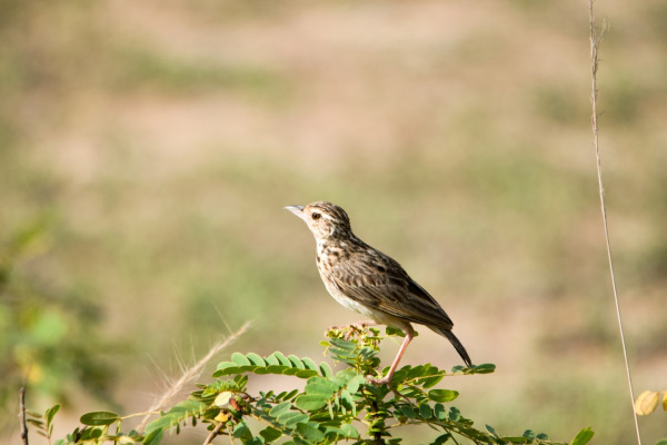 Oriental Skylark