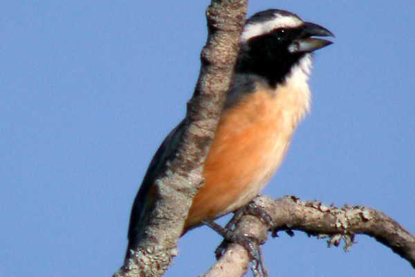 Orinocan Saltator
