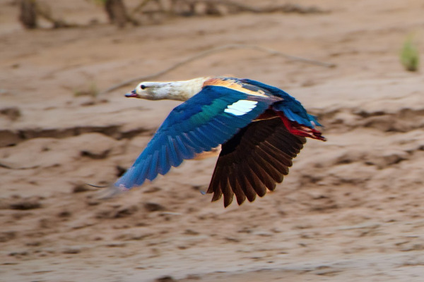 Orinoco Goose