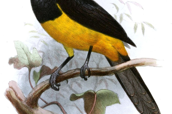 Oriole Finch