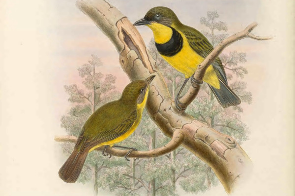 Oriole Whistler