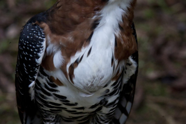 Ornate Hawk-Eagle