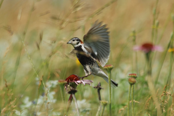 Ornate White-browed Sparrow