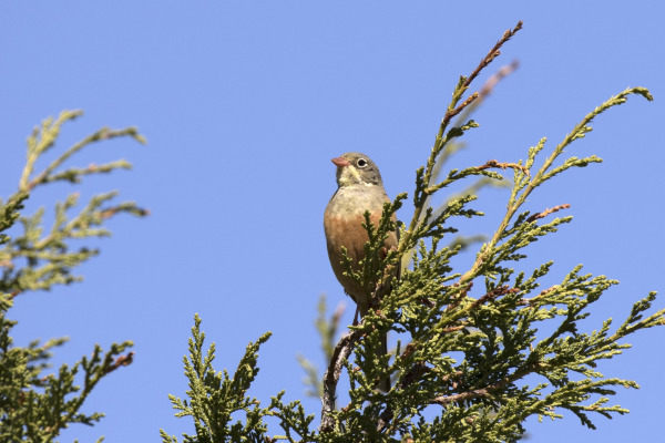 Ortolan Bunting