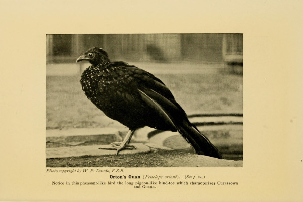 Orton's Guan