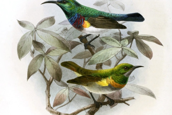 Oustalet's Sunbird
