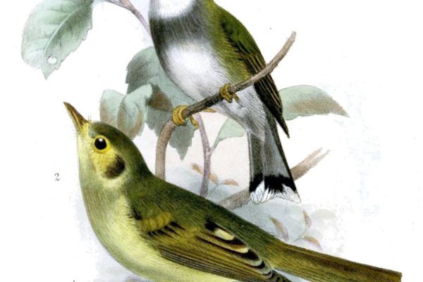 Oustalet's Tyrannulet