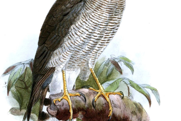 Ovambo sparrowhawk