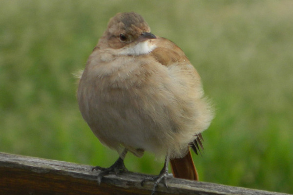 Ovenbird