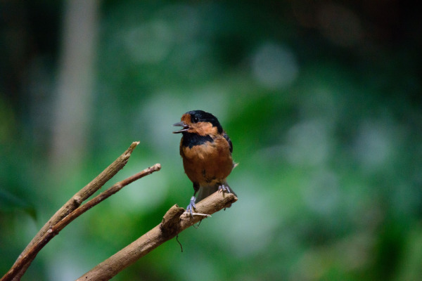 Owston's tit