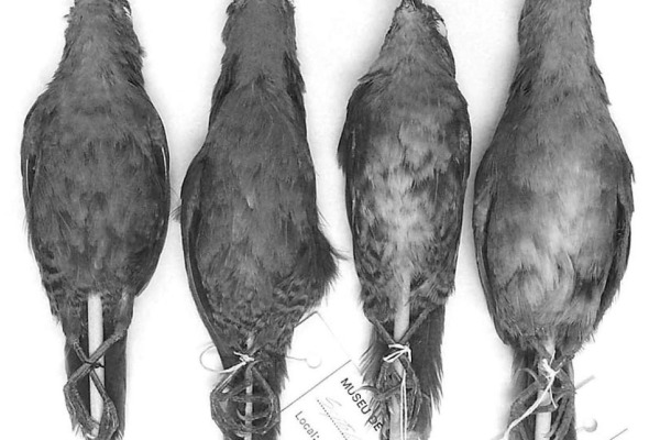 Pacheco's Tapaculo
