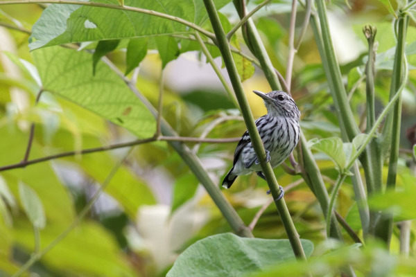 Pacific Antwren