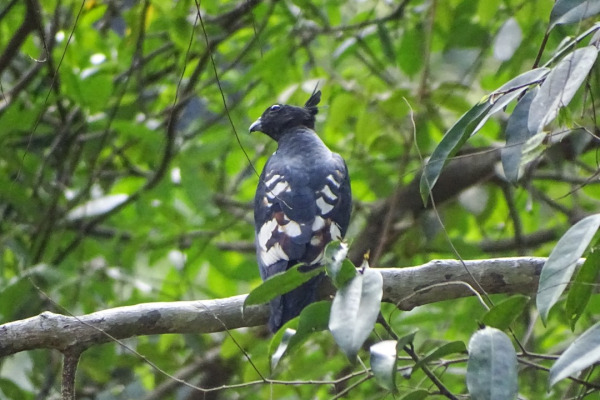 Pacific Baza