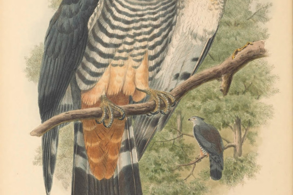Pacific Baza