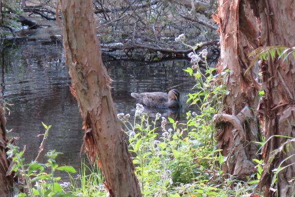 Pacific Black Duck
