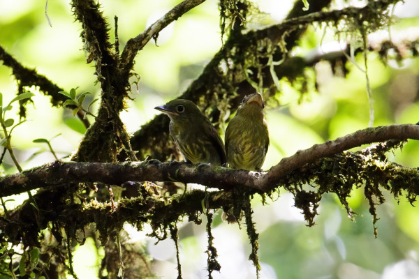 Pacific Elaenia
