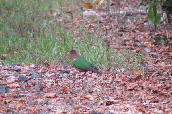 Pacific Emerald Dove