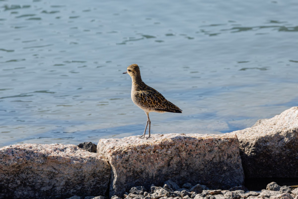 Pacific Golden Plover