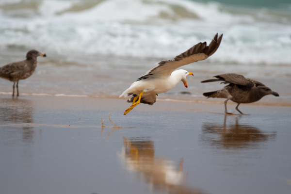 Pacific Gull