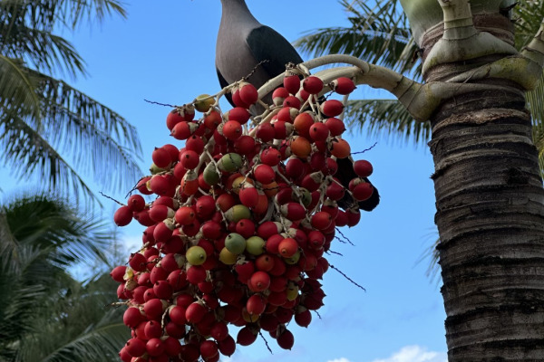 Pacific Imperial Pigeon