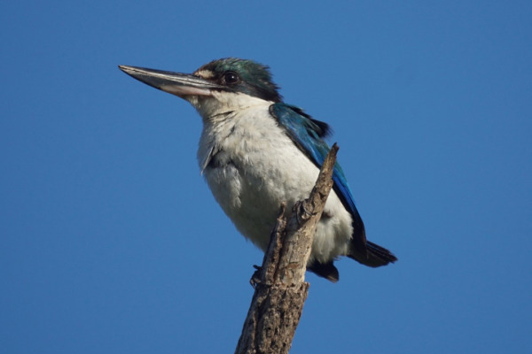 Pacific Kingfisher