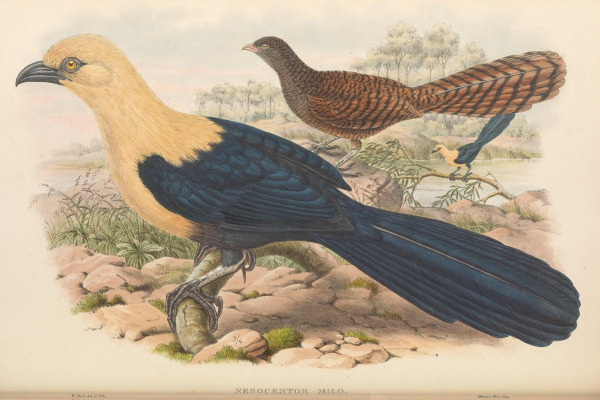 Pacific Koel