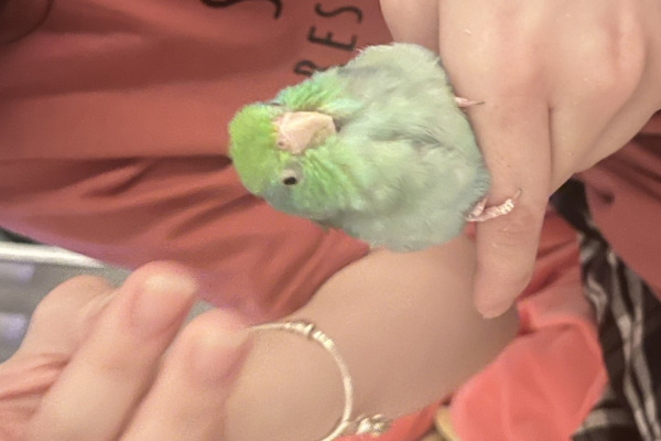 Pacific Parrotlet