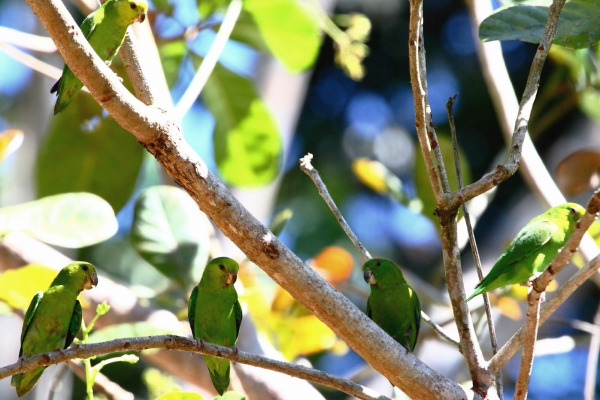 Pacific Parrotlet