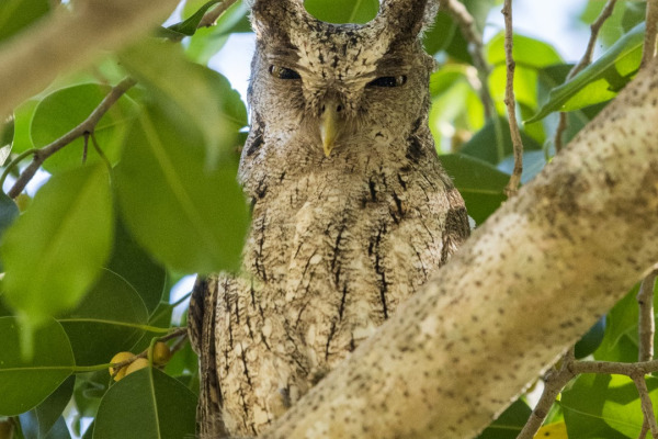 Pacific Screech Owl