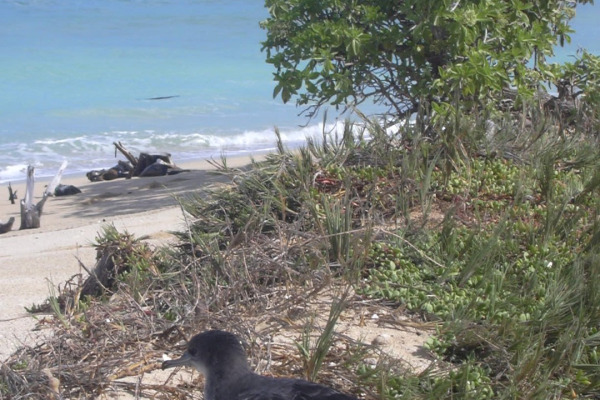 Pacific Shearwater