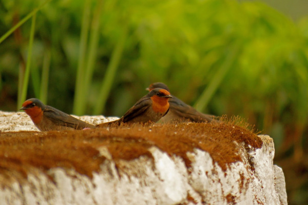 Pacific Swallow
