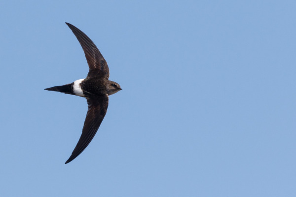 Pacific Swift