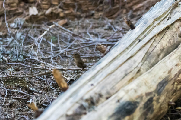 Pacific Wren