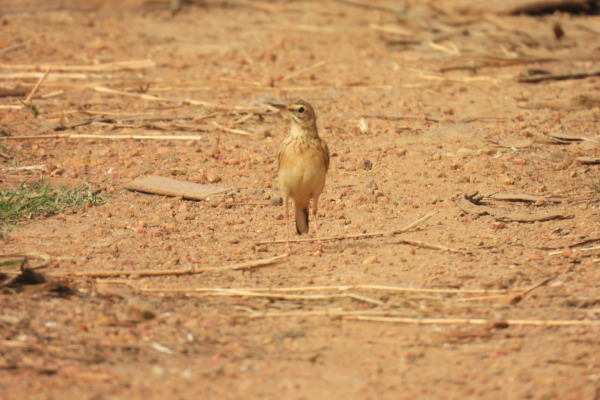 Paddyfield Pipit