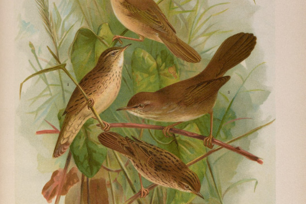 Paddyfield Warbler