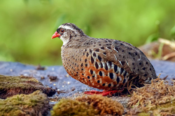 Painted Bush Quail